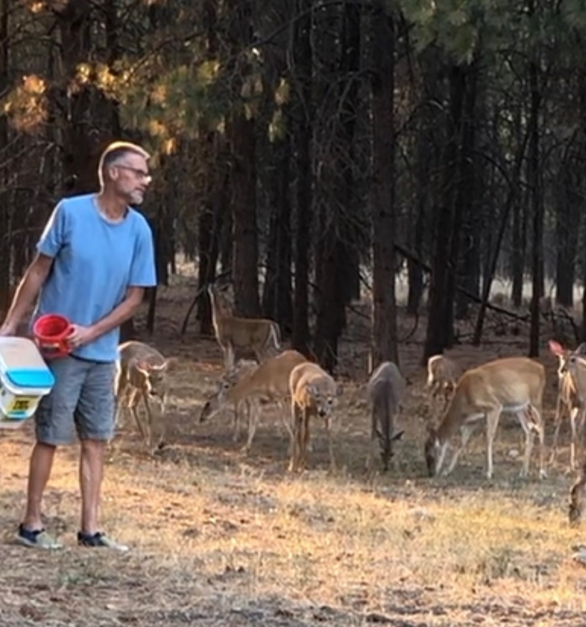 Tod C - Feeding Deer Tod C - Feeding Deer
